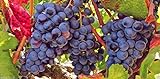 Grape Vine Seeds(Vitis vinifera) Enjoy the sweet juicy taste of homegrown grapes Photo, bestseller 2024-2023 new, best price $6.80 review