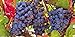 Photo Grape Vine Seeds(Vitis vinifera) Enjoy the sweet juicy taste of homegrown grapes new bestseller 2024-2023