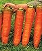 Photo NIKA SEEDS - Vegetable Carrot Red Giant - 1000 Seeds new bestseller 2024-2023