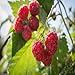 Photo Killarney Raspberry - 1 Red Raspberry Plant - Everbearing - Organic Grown new bestseller 2024-2023