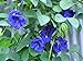 Photo Blue Butterfly Pea Vine (Clitoria ternatea) Perennial - 10 Seeds new bestseller 2024-2023
