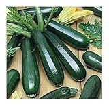 David's Garden Seeds Zucchini Black Beauty 1454 (Green) 50 Non-GMO, Heirloom Seeds Photo, bestseller 2024-2023 new, best price $3.45 review