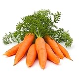 1000+ Carrot Seed for Planting - Non-GMO, Vegetable Seeds for Planting Outdoor Home Gardens Photo, bestseller 2024-2023 new, best price $9.99 ($0.01 / Count) review