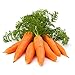 Photo 1000+ Carrot Seed for Planting - Non-GMO, Vegetable Seeds for Planting Outdoor Home Gardens new bestseller 2024-2023