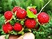 Photo Wild Strawberry Seeds - 1000+ Sweet Wild Strawberry Seeds for Planting - Fragaria Vesca Seeds - Heirloom Non-GMO Edible Berry Fruit Garden Seeds new bestseller 2024-2023