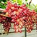 Foto ChinaMarket 50pcs / bag Seltene Finger Traubenkernen, Mix Erweiterte Fruchtsamen, Trauben Natürliches Wachstum neu Bestseller 2024-2023