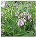 Photo Earthcare Seeds True Comfrey 50 Seeds (Symphytum officinale) Non GMO, Heirloom new bestseller 2024-2023