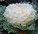 Photo 20 Flowering kale Seeds- Nagoya White’ Ornamental filler ,flower bed,. new bestseller 2024-2023