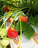 Strawberry Evie-2 Bare Root Plants 20 Count - Ever Bearing - Non-GMO - Day Neutral Longer Fruit yielding Season - Bareroots Wrapped in Coco Coir - GreenEase by ENROOT Photo, bestseller 2024-2023 new, best price $20.97 review
