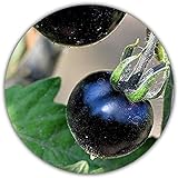 50 Semillas Aproximadamente de la *RARA* Planta del Tomate Negro Foto, éxito de ventas 2024-2023 nuevo, mejor precio 4,49 € revisión