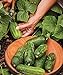 Photo Burpee Supremo Pickling Cucumber Seeds 30 seeds new bestseller 2024-2023