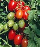 Juliet Grape Tomato 15 Seeds - High yields! Photo, bestseller 2024-2023 new, best price $3.18 review