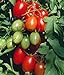 Photo Juliet Grape Tomato 15 Seeds - High yields! new bestseller 2024-2023