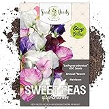 Seed Needs, Old Spice Sweet Pea (Lathyrus odoratus) Bulk Pack of 400 Seeds Photo, bestseller 2024-2023 new, best price $8.99 ($0.02 / Count) review