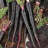 Black Nebula Carrot Seeds- 100+ by Ohio Heirloom Seeds Photo, bestseller 2024-2023 new, best price $4.29 review