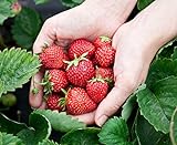 Monats-Erdbeere Rügen min. 250 Samen (0,5g) - 100% Natursamen - ganzes Jahr ernten Foto, Bestseller 2024-2023 neu, bester Preis 2,99 € Rezension