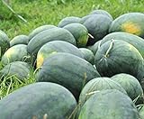 Florida Giant Melon Large Southern Heirloom Watermelon bin4 (100 Seeds, or 1/2 oz) Photo, bestseller 2024-2023 new, best price $7.99 review
