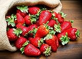 KIRA SEEDS - Fresca Strawberry Giant - Everbearing Fruits for Planting - GMO Free Photo, bestseller 2024-2023 new, best price $8.96 ($0.45 / Count) review