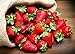 Photo KIRA SEEDS - Fresca Strawberry Giant - Everbearing Fruits for Planting - GMO Free new bestseller 2024-2023