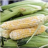 Seed Needs, Butter and Sugar Sweet Corn - Bi Color (Zea mays) Bulk Package of 160 Seeds Non-GMO Photo, bestseller 2024-2023 new, best price $8.99 review