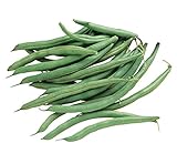 Burpee Blue Lake 274 Bush Bean Seeds 8 ounces of seed Photo, bestseller 2024-2023 new, best price $9.36 ($1.17 / Ounce) review