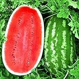 KIRA SEEDS - Giant Astrakhan Watermelon 11 lbs - Fruits for Planting - GMO Free Photo, bestseller 2024-2023 new, best price $6.96 ($0.23 / Count) review