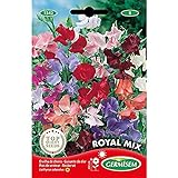 Germisem Royal Mix Semillas de Guisantes Dulces 4 g Foto, éxito de ventas 2024-2023 nuevo, mejor precio 2,70 € revisión