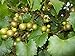 Photo Pixies Gardens Scuppernong Muscadine Grape Vine Shrub Live Fruit Plant (1 Gallon Potted) new bestseller 2024-2023