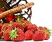 Photo Seascape Everbearing Strawberry 10 Bare Root Plants - BEST FLAVOR new bestseller 2024-2023