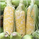 Peaches & Cream Sweet Corn Non-GMO Seeds, 1 Pound (2,400+ Seeds) - by Seeds2Go Photo, bestseller 2024-2023 new, best price $37.55 review