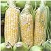 Photo Peaches & Cream Sweet Corn Non-GMO Seeds, 1 Pound (2,400+ Seeds) - by Seeds2Go new bestseller 2024-2023