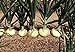 Foto 200 piezas de semillas de cebolla dulce Semillas de reliquia no transgénicas que crecen al aire libre La cebolla blanca también se puede utilizar para decorar el jardín nuevo éxito de ventas 2024-2023