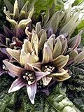 Alraune (Mandragora officinarum) 10 Samen der magischen im Frühling blühenden Zauberpflanze Foto, Bestseller 2024-2023 neu, bester Preis 11,00 € (550,00 € / kg) Rezension