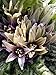 Foto Alraune (Mandragora officinarum) 10 Samen der magischen im Frühling blühenden Zauberpflanze neu Bestseller 2024-2023