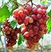 Photo Giant Red Globe Grape Seeds - Biggest Variety, Juicy Fruits new bestseller 2024-2023