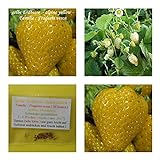 gelbe Erdbeere (alpine yellow) - 50+ Samen - süß ! Foto, Bestseller 2024-2023 neu, bester Preis 4,50 € Rezension