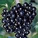 Photo Pixies Gardens (1 Gallon) Cowart Muscadine Grape Vines Shrub Live Plant new bestseller 2024-2023