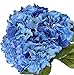 Photo Nikko Blue Hydrangea Shrub-Bare Root-Healthy Plant- 2 Pack by Growers Solution new bestseller 2024-2023