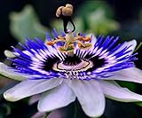 CEMEHA SEEDS - Passionflower Purple Vine Wild Apricot Maypop Indoor Exotic Perennial Flowers for Planting Photo, bestseller 2024-2023 new, best price $7.95 ($2.65 / Count) review
