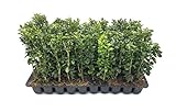 Green Mountain Boxwood - 10 Live Plants - Buxus - Fast Growing Cold Hardy Formal Evergreen Shrub Photo, bestseller 2024-2023 new, best price $54.98 review