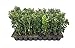 Photo Green Mountain Boxwood - 10 Live Plants - Buxus - Fast Growing Cold Hardy Formal Evergreen Shrub new bestseller 2024-2023