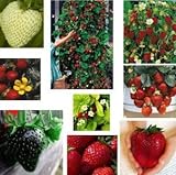 Erdbeere Regenbogen Mischung 20 Samen -verschiedenen Farben und Sorten in ein Päckchen Foto, Bestseller 2024-2023 neu, bester Preis 1,99 € Rezension