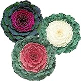 Ornamental Kale Seeds Collection - Three Varieties of Flat Leaf Kale - 50 Seeds Each for 150 Total Seeds -Seed Collection Seed 1 Each Untreated Photo, bestseller 2024-2023 new, best price $7.69 review