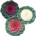 Photo Ornamental Kale Seeds Collection - Three Varieties of Flat Leaf Kale - 50 Seeds Each for 150 Total Seeds -Seed Collection Seed 1 Each Untreated new bestseller 2024-2023