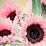 Blumensamen Pflanzensamen 50Pcs/Bag Samen natürliche große Wasser Nachfrage Blume rosa Sonnenblumensamen für Fenster - Sonnenblumensamen Foto, Bestseller 2024-2023 neu, bester Preis 2,99 € Rezension