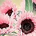 Foto Blumensamen Pflanzensamen 50Pcs/Bag Samen natürliche große Wasser Nachfrage Blume rosa Sonnenblumensamen für Fenster - Sonnenblumensamen neu Bestseller 2024-2023