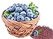 Photo Homegrown Non GMO Blueberry Seeds, Echo (250) new bestseller 2024-2023