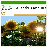 SAFLAX - Girasol Titan - 20 semillas - Con sustrato estéril para cultivo - Helianthus annuus Foto, éxito de ventas 2024-2023 nuevo, mejor precio 4,45 € revisión