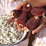Red Strawberry Popcorn Seeds (25 Seeds) Photo, bestseller 2024-2023 new, best price $4.83 review