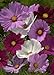 Photo TROPICA - Mélange Cosmos bipenné (Cosmos bipinnatus) - 100 graines - Fleurs d'été nouveau best-seller 2024-2023